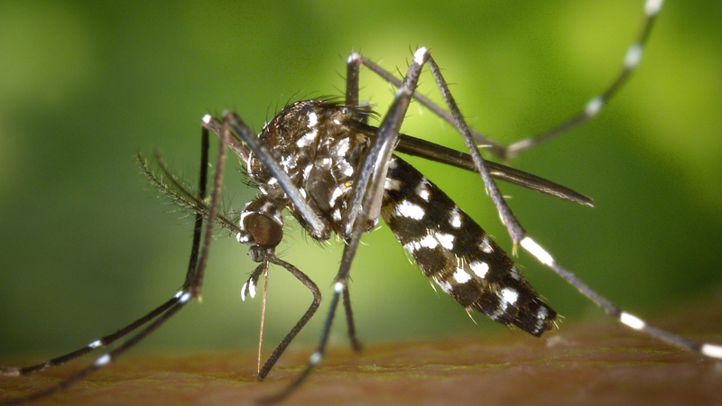 Dengue Argentina