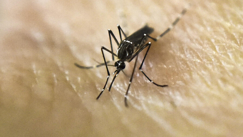 Dengue bebe misiones
