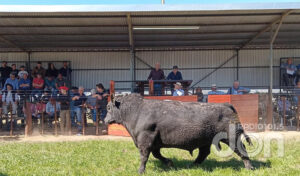 Cabaniamayaco toro 13millones 17setiembre2024