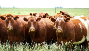 Vacunos campo 1noviembre2024