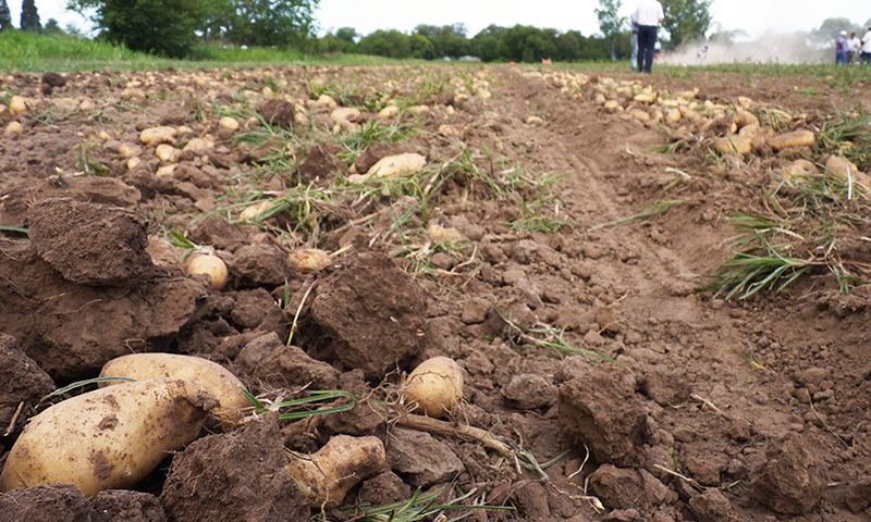 Papa Produccion Campo 8diciembre2024