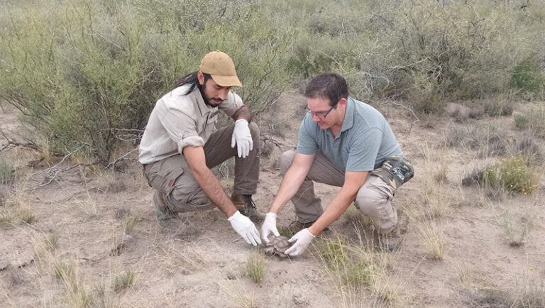 Tortuga Liberacion Reservapichimahuida 21diciembre2024