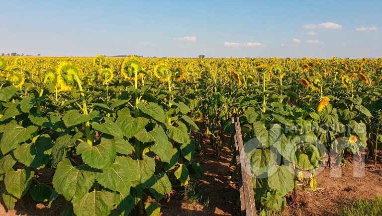 Girasol Campo 12enero2025