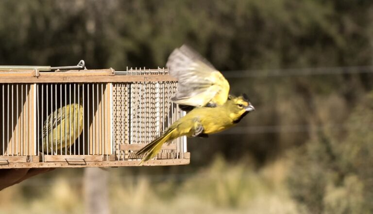 Cardenal Amarillo Liberacion Puelen 19febrero2025