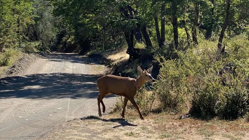 Huemul Parquelanin 18febrero2025 1