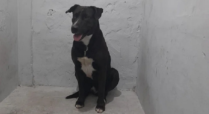 Perro abusosexual mardelplata 19marzo2025