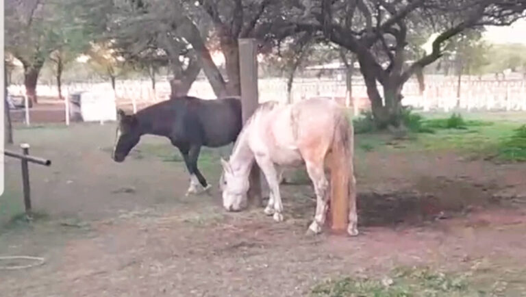 Caballos equinoterapia equitacion baleados victorica 28abril2025