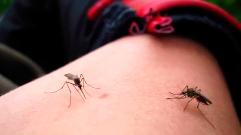 Dengue mosquitos 21abril2025