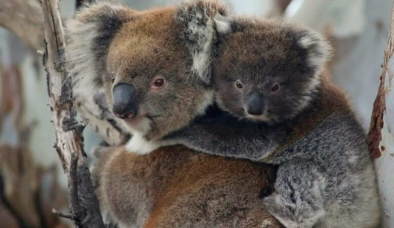 Koala australia 25abril2025