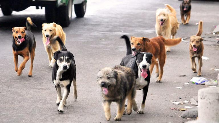 Perros callejeros 6abril2025