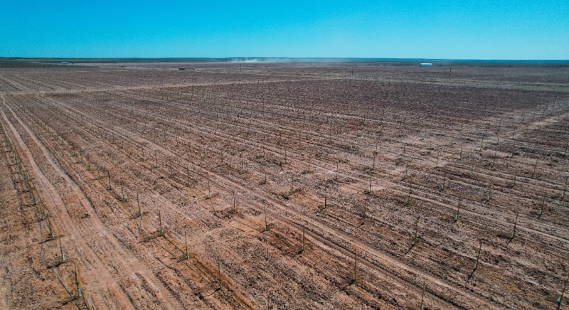 Pistachos plantacion cajaforense casadepiedra 3abril2025