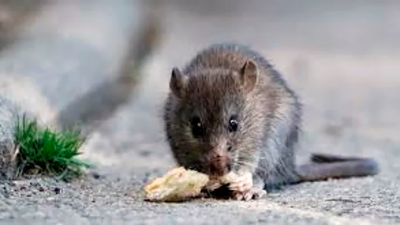Rata comida hantavirus 17abril2025