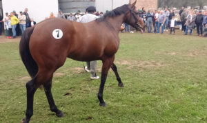 Harasalborada superjunior remate 17mayo2025