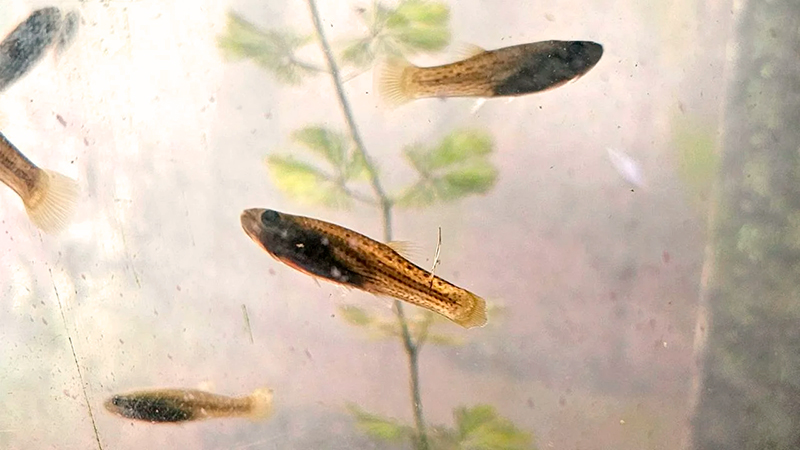 Dengue peces madrecitadelagua 12mayo2025