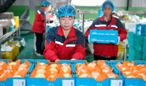 Peras empaquetado china 9mayo2025
