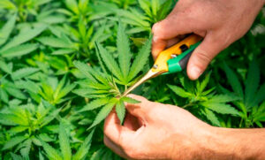 Marihuana cannabissativa corte planta 26junio2025