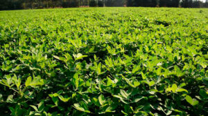 Mani cultivo campo 28julio2025
