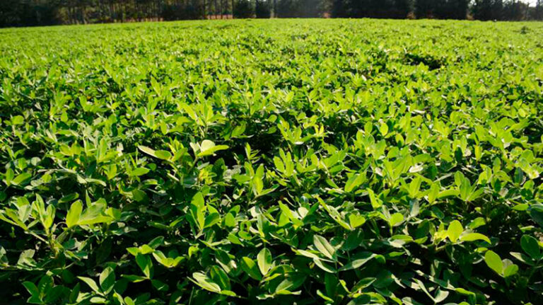 Mani cultivo campo 28julio2025