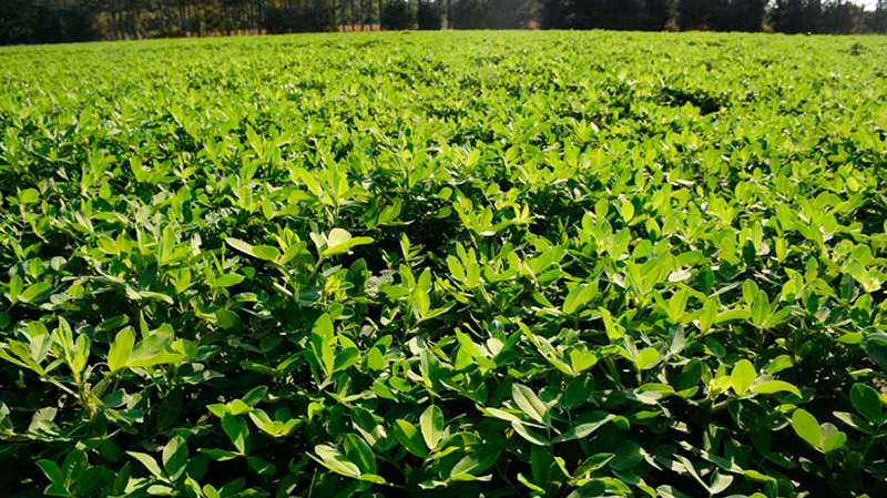 Mani cultivo campo 28julio2025