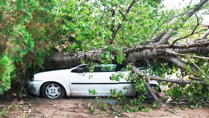 Auto arbol danios santarosa 7agosto2025