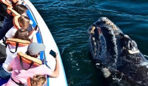 Ballenas peninsulavaldez turistas 24agosto2025