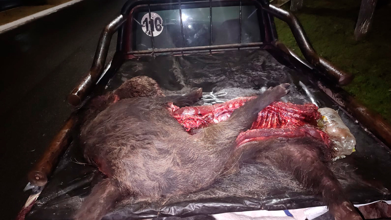 Jabalies cazadores generalpico rucanelo 2agosto2025
