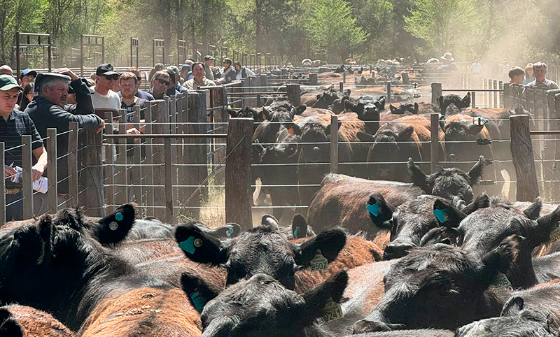 Cabania lamargarita hacienda remate corrales angus 23setiembre2025