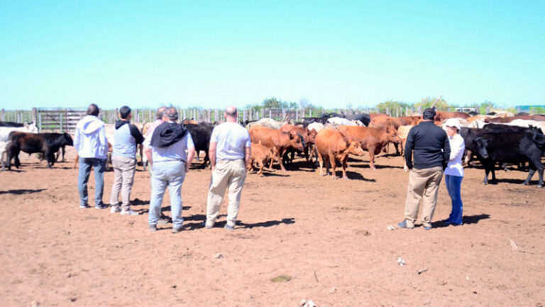 Produccion ganaderia oeste pampeano 17setiembre2025
