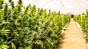 Cannabis medicinal cultivo 10setiembre2025