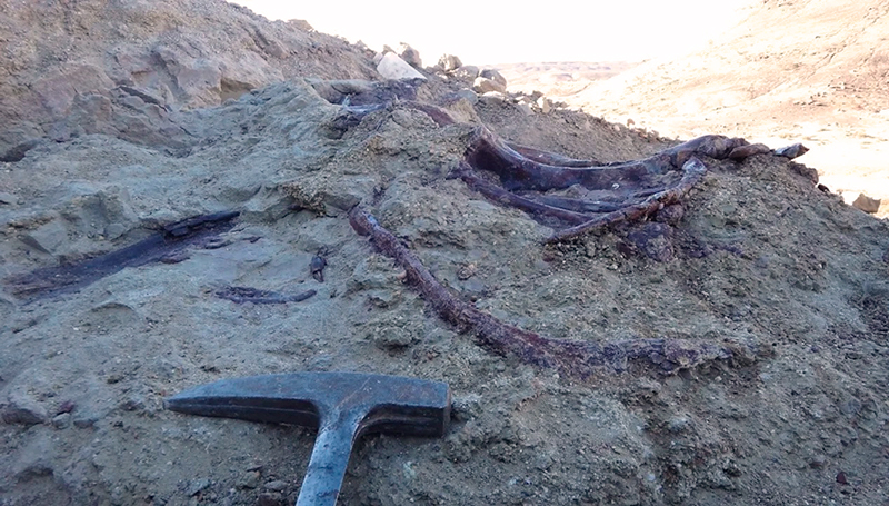 Dinosaurio joaquinraptorcasali restos chubut 24setiembre2025