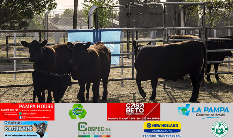 Expocastex bovinos remate 12octubre2025