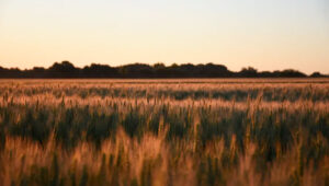 Rionegro campo atardecer 22octubre2025