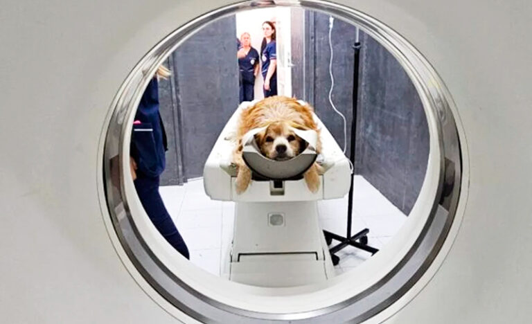 Unlp facultad veterinaria tomografocomputado veterinario 9octubre2025