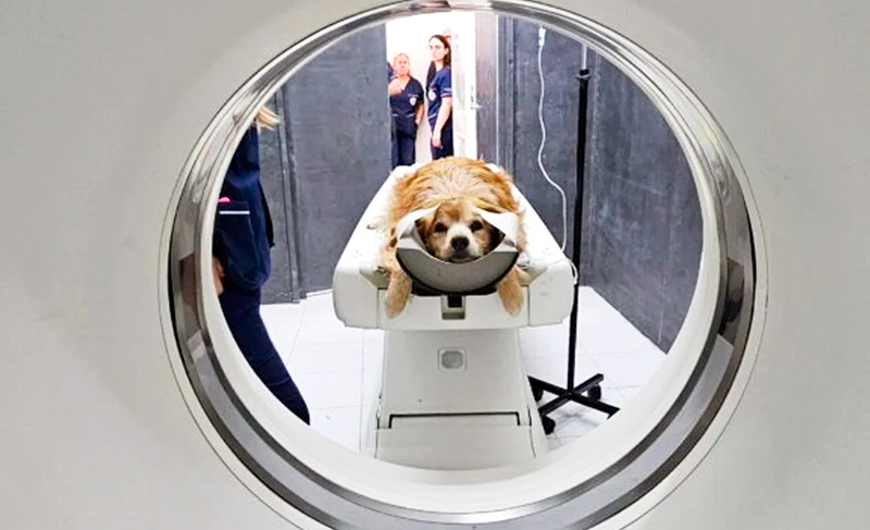 Unlp facultad veterinaria tomografocomputado veterinario 9octubre2025