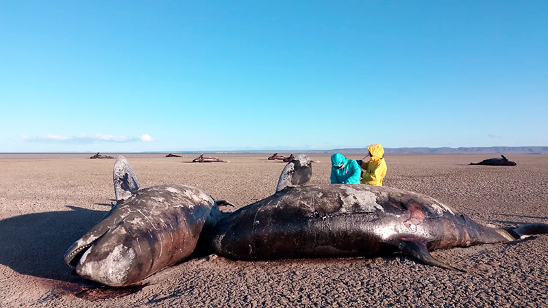 Ballenas varadas tierradelfuego 18octubre2025