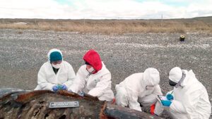 Ballenas varadas investigacion conicet tierradelfuego 18octubre2025