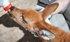 Ciervo mamadera 28octubre2025