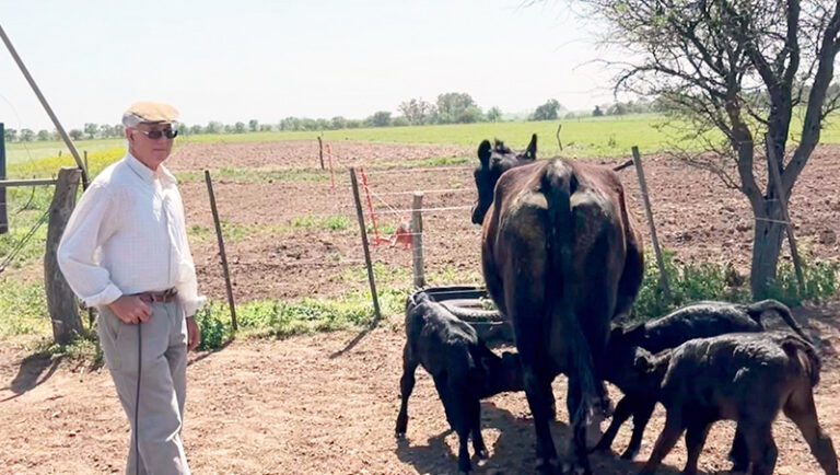 Vaca angus trillizas kerlengfelipe alpachiri 21octubre2025