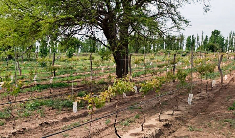 Viniedos lapampa 28octubre2025