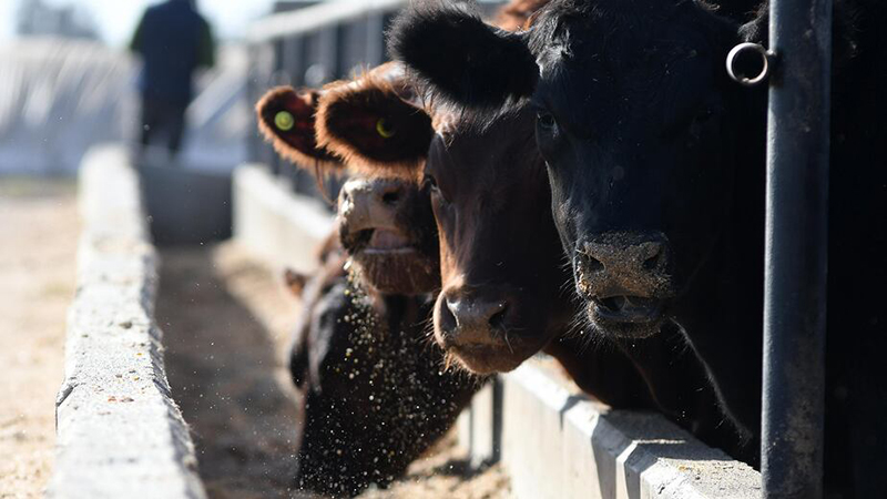 Feedlots vacunos 28noviembre2025