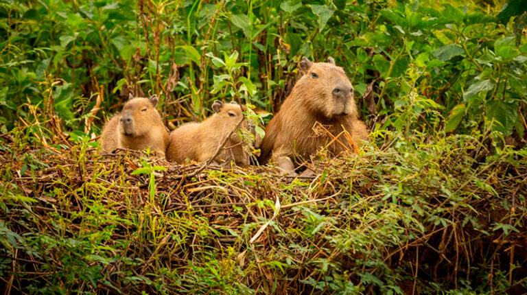 Carpinchos nordelta 28noviembre2025