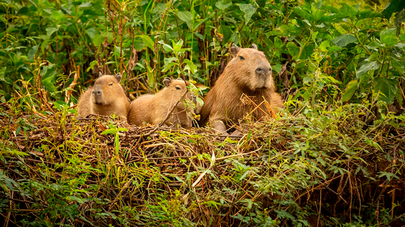 Carpinchos nordelta 28noviembre2025