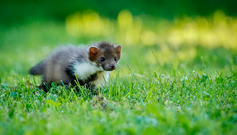 Comadreja nueva especie china 17noviembre2025