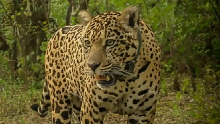 Yaguarete acai busqueda 30noviembre2025