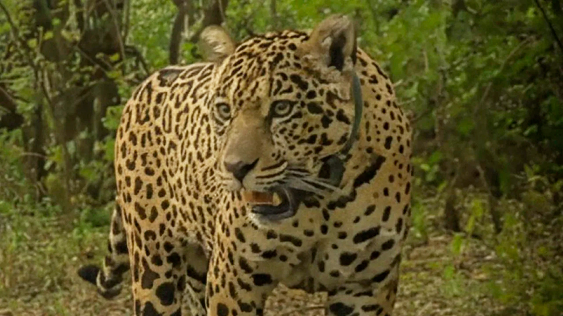 Yaguarete acai busqueda 30noviembre2025