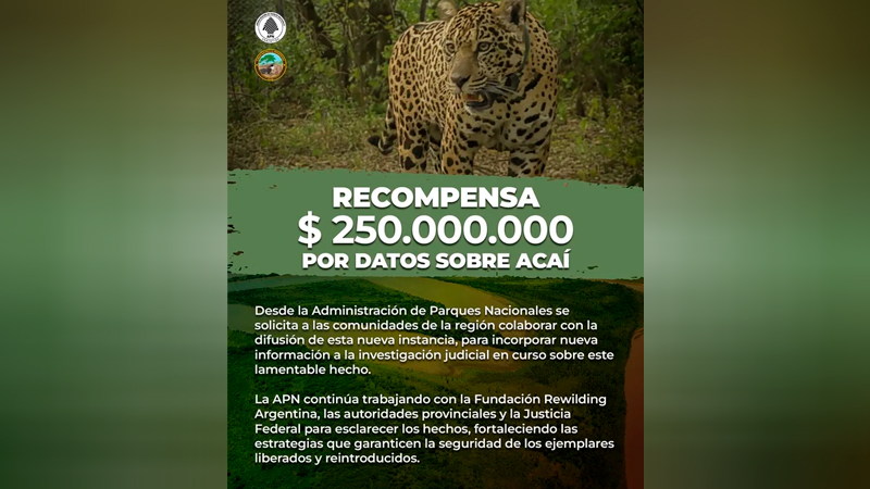 Yaguarete acai busqueda recompensa 30noviembre2025