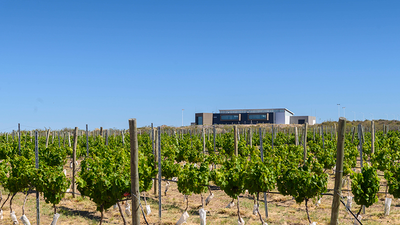 Casadepiedra bodega viniedos 4diciembre2025