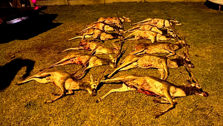 Antilope decomiso doblas 1diciembre2025