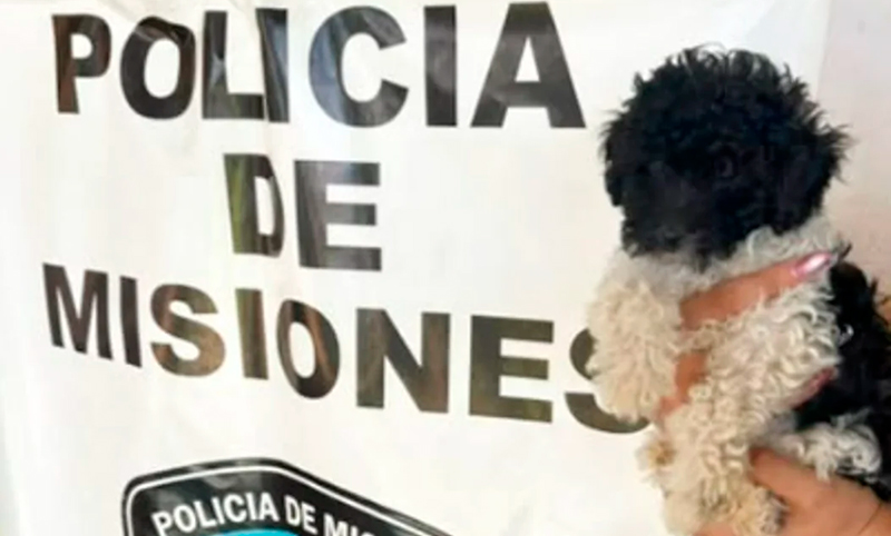 Caniche robo misiones 15diciembre2025