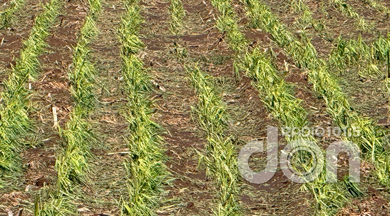 Cultivo campo piedra granizo 25diciembre2025